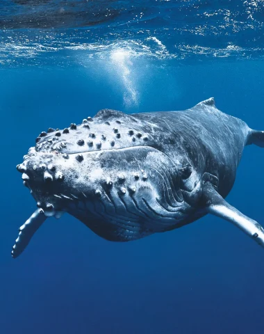 Buceo en Rurutu