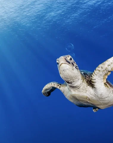 Buceo en Tahití
