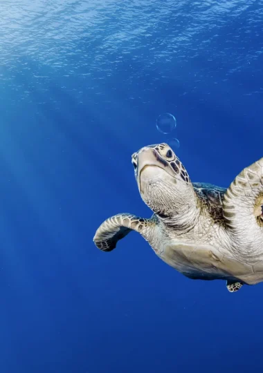 Viajes de buceo