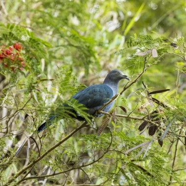 Esfuerzos para preservar las especies amenazadas en Las Islas de Tahiti