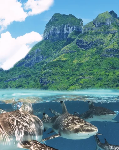 Buceo en Bora Bora
