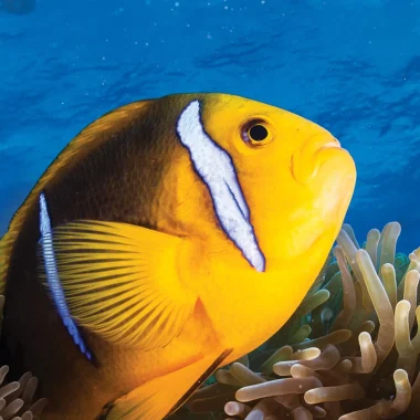 Buceo en Huahine