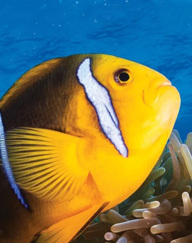 Buceo en Huahine