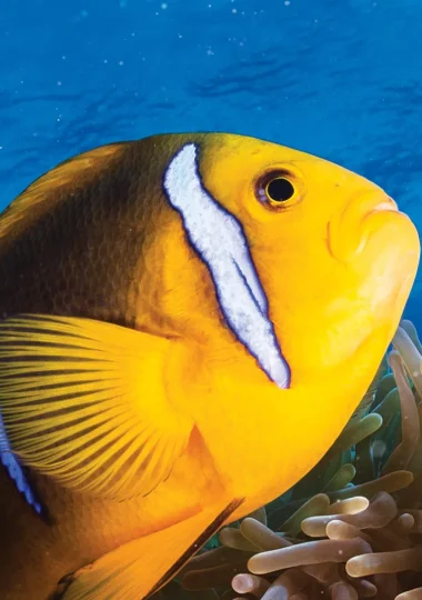 Viajes de buceo