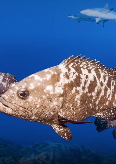 Viajes de buceo
