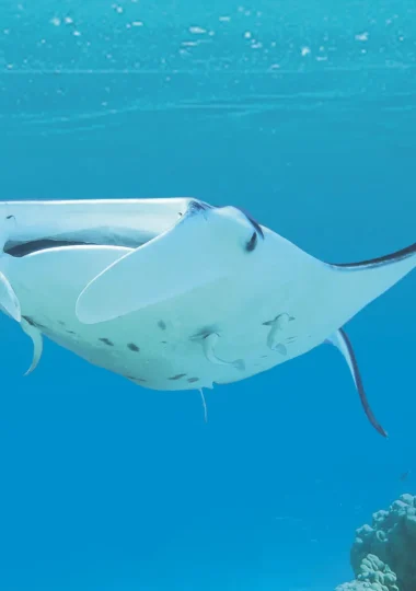 Viajes de buceo