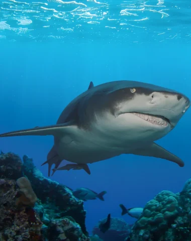 Buceo en Moorea