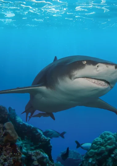 Viajes de buceo