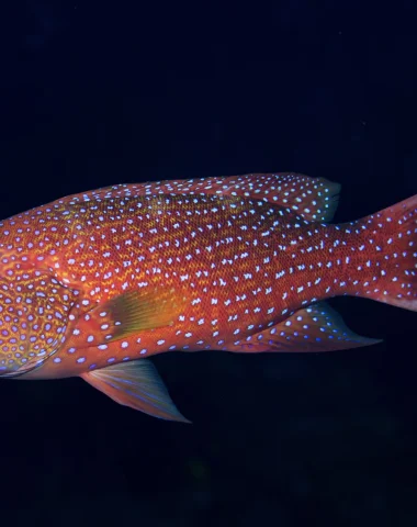 Buceo en Raiatea